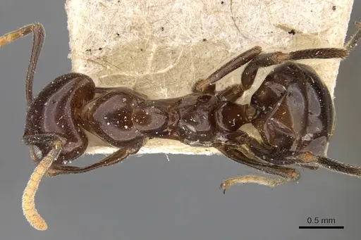 Papyrius nitidus specimen CASENT0909552 image casent0909552_1
