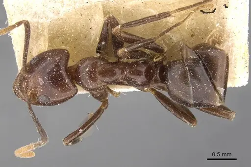 Papyrius nitidus specimen CASENT0909553 image casent0909553_1