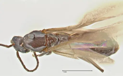 Papyrius nitidus specimen FOCOL2841 image focol2841_1