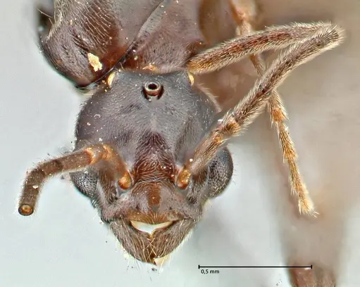 Papyrius nitidus specimen FOCOL2841 image focol2841_2