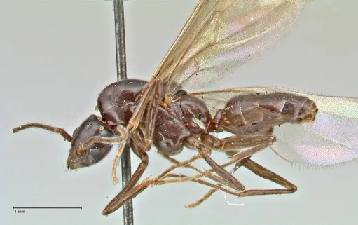 Papyrius nitidus specimen FOCOL2841 image focol2841_3