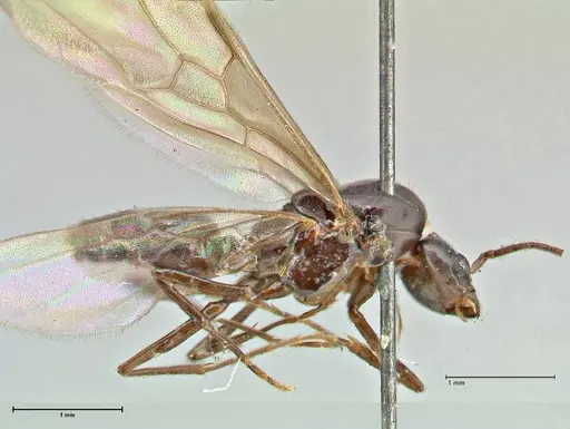 Papyrius nitidus specimen FOCOL2841 image focol2841_4