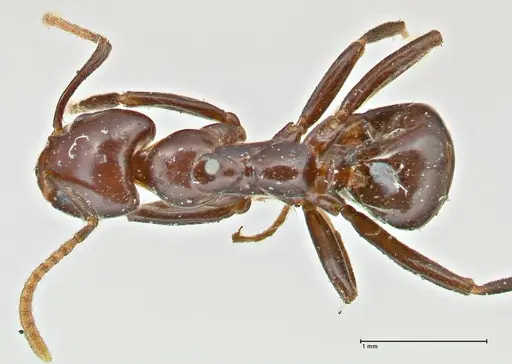 Papyrius nitidus specimen FOCOL2842 image focol2842_1