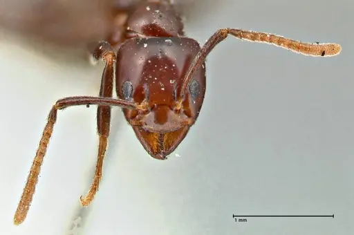 Papyrius nitidus specimen FOCOL2842 image focol2842_2