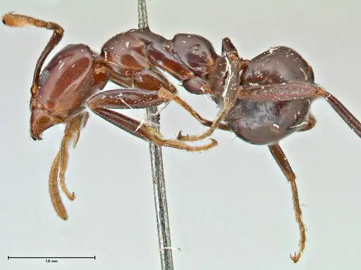 Papyrius nitidus specimen FOCOL2842 image focol2842_3