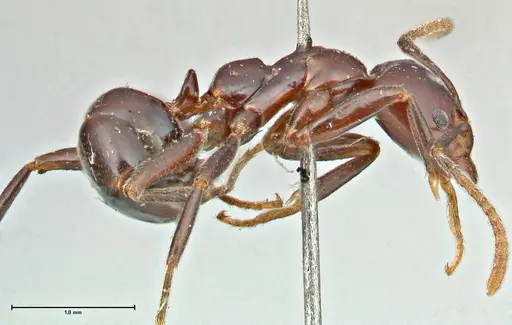Papyrius nitidus specimen FOCOL2842 image focol2842_4