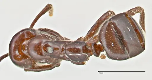Papyrius nitidus specimen FOCOL2843 image focol2843_1