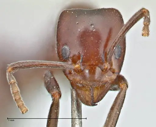 Papyrius nitidus specimen FOCOL2843 image focol2843_2