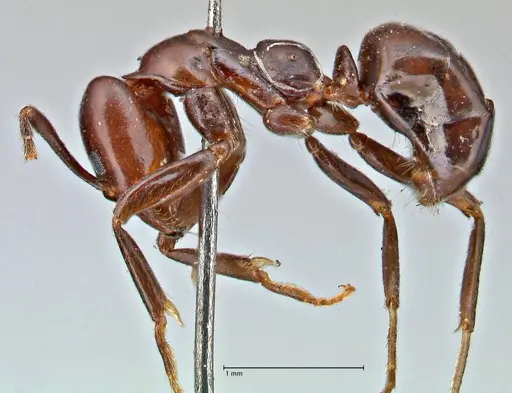 Papyrius nitidus specimen FOCOL2843 image focol2843_3