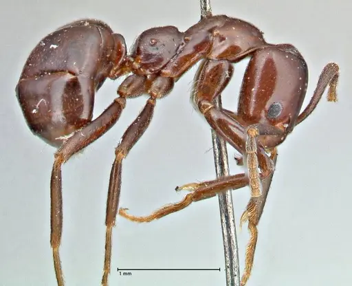 Papyrius nitidus specimen FOCOL2843 image focol2843_4