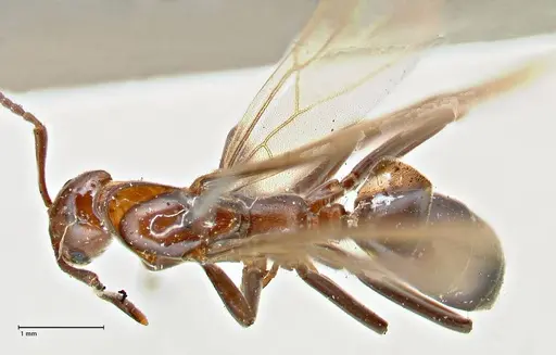 Papyrius nitidus specimen FOCOL2844 image focol2844_1