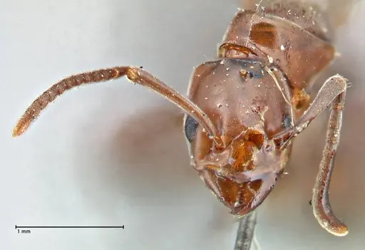 Papyrius nitidus specimen FOCOL2844 image focol2844_2