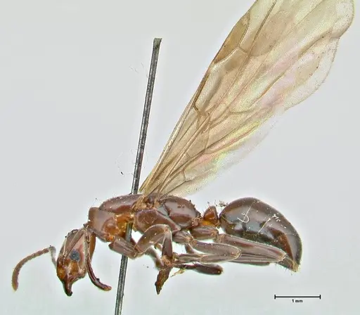 Papyrius nitidus specimen FOCOL2844 image focol2844_3