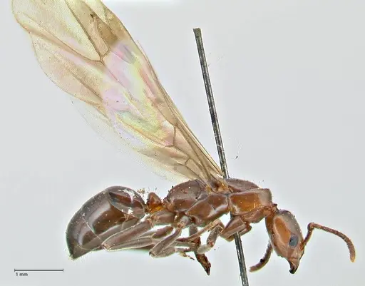 Papyrius nitidus specimen FOCOL2844 image focol2844_4