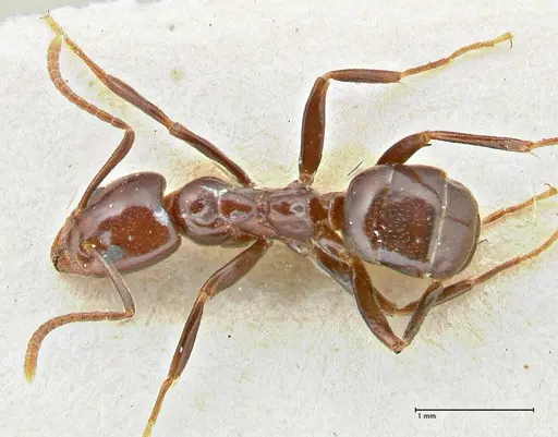 Papyrius nitidus specimen FOCOL2845 image focol2845_1