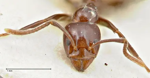 Papyrius nitidus specimen FOCOL2845 image focol2845_2