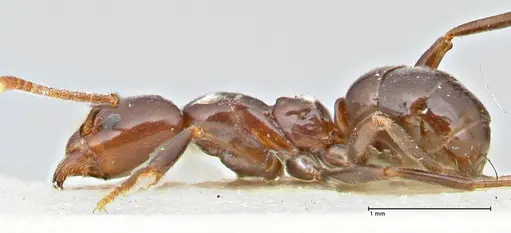 Papyrius nitidus specimen FOCOL2845 image focol2845_3