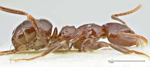 Papyrius nitidus specimen FOCOL2845 image focol2845_4