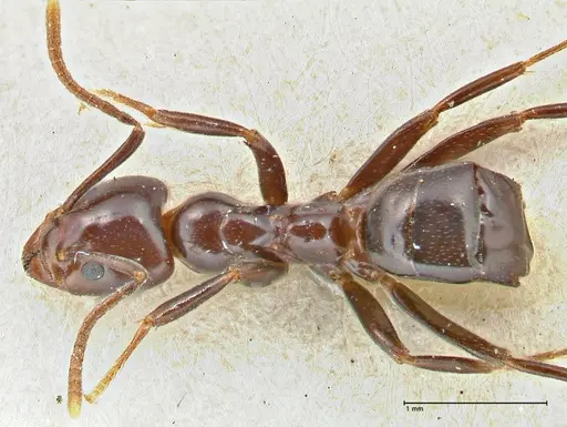 Papyrius nitidus specimen FOCOL2846 image focol2846_1