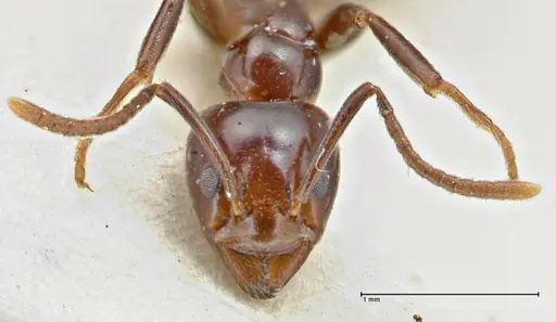 Papyrius nitidus specimen FOCOL2846 image focol2846_2