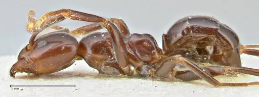 Papyrius nitidus specimen FOCOL2846 image focol2846_3
