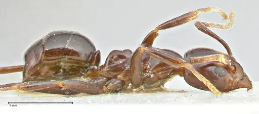 Papyrius nitidus specimen FOCOL2846 image focol2846_4