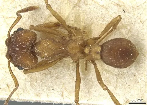 Paramycetophylax bruchi specimen CASENT0912502 image casent0912502_1