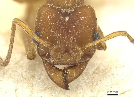 Paramycetophylax bruchi specimen CASENT0912502 image casent0912502_2