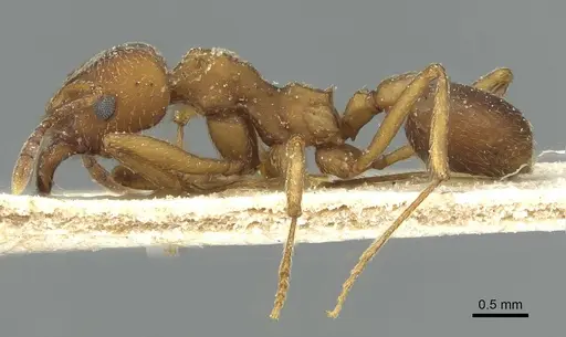 Paramycetophylax bruchi specimen CASENT0912502 image casent0912502_3