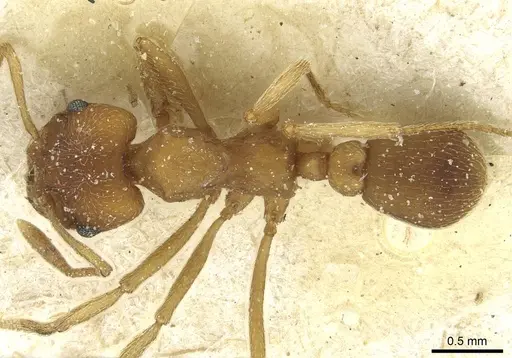 Paramycetophylax bruchi specimen CASENT0912503 image casent0912503_1