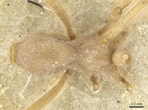 Paramycetophylax bruchi specimen CASENT0912505 image casent0912505_1