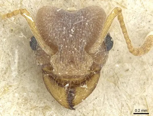 Paramycetophylax bruchi specimen CASENT0912505 image casent0912505_2