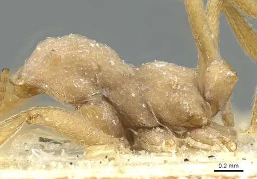Paramycetophylax bruchi specimen CASENT0912505 image casent0912505_3
