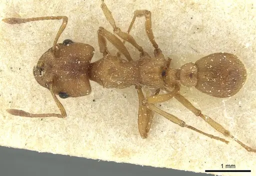 Paramycetophylax bruchi specimen CASENT0912506 image casent0912506_1