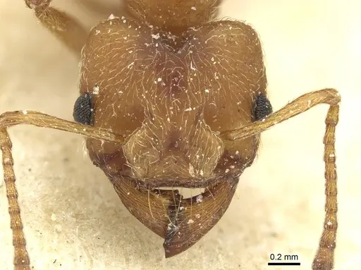 Paramycetophylax bruchi specimen CASENT0912506 image casent0912506_2