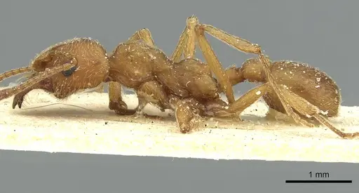 Paramycetophylax bruchi specimen CASENT0912506 image casent0912506_3