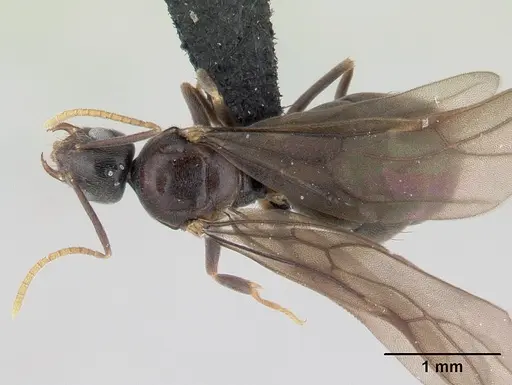 Paraparatrechina albipes specimen CASENT0088326 image casent0088326_1
