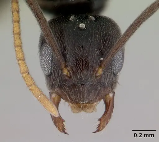 Paraparatrechina albipes specimen CASENT0088326 image casent0088326_2