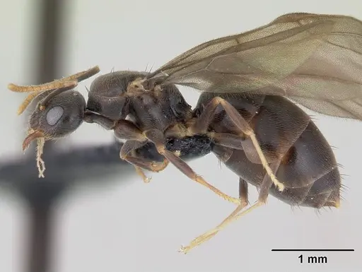 Paraparatrechina albipes specimen CASENT0088326 image casent0088326_3