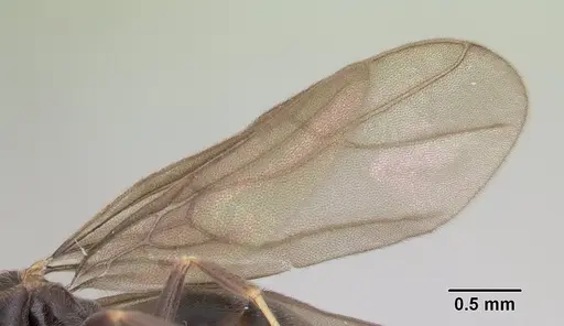 Paraparatrechina albipes specimen CASENT0088326 image casent0088326_4