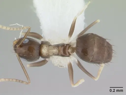 Paraparatrechina albipes specimen CASENT0178759 image casent0178759_1