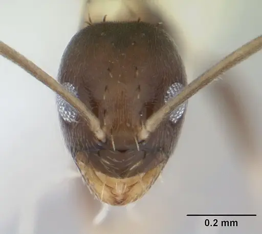 Paraparatrechina albipes specimen CASENT0178759 image casent0178759_2