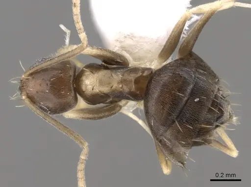 Paraparatrechina albipes specimen CASENT0281152 image casent0281152_1