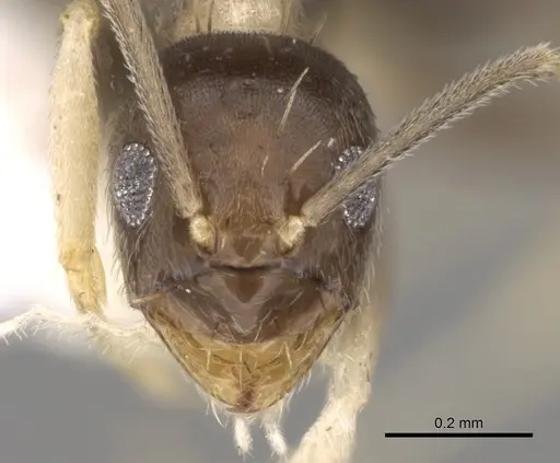 Paraparatrechina albipes specimen CASENT0281152 image casent0281152_2