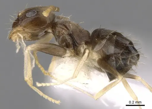 Paraparatrechina albipes specimen CASENT0281152 image casent0281152_3