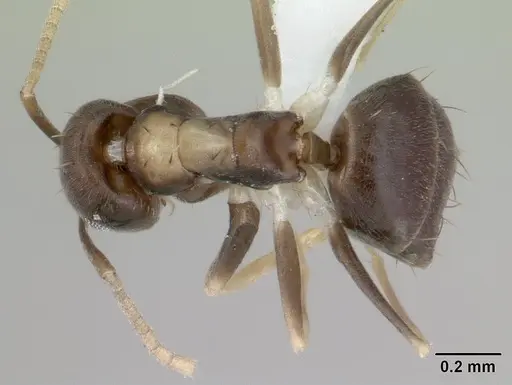 Paraparatrechina albipes specimen CASENT0400632 image casent0400632_1