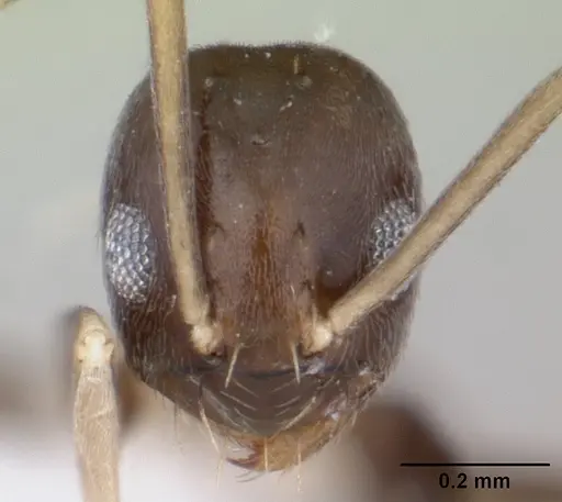 Paraparatrechina albipes specimen CASENT0400632 image casent0400632_2