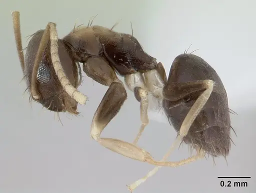 Paraparatrechina albipes specimen CASENT0400632 image casent0400632_3