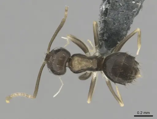 Paraparatrechina albipes specimen CASENT0815684 image casent0815684_1