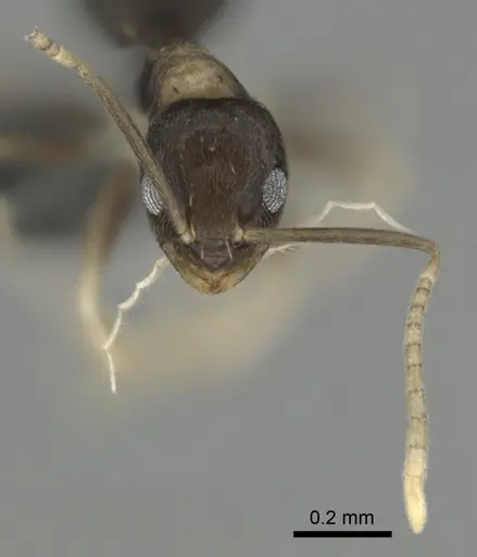 Paraparatrechina albipes specimen CASENT0815684 image casent0815684_3